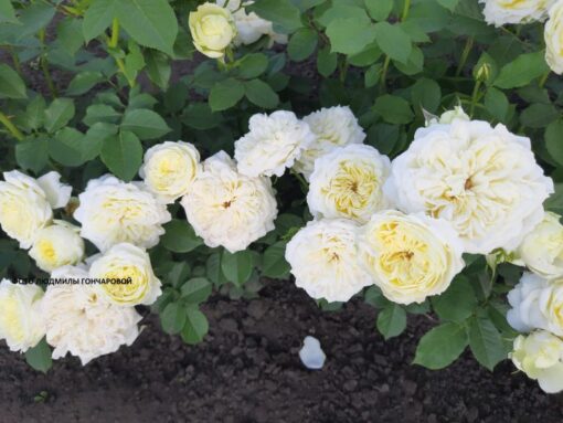 кроун принцес мери