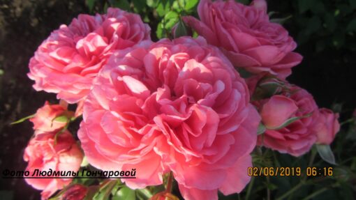 Леонардо да винчи