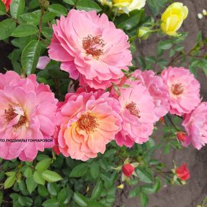 лукин ин е айс