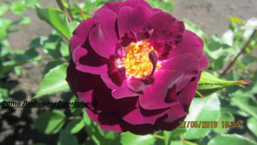 Миднайт блю