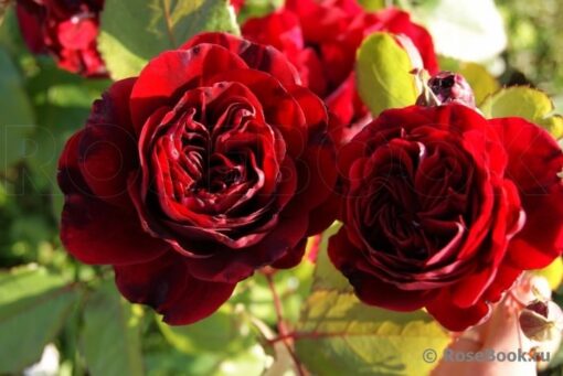 Надя ренесанс