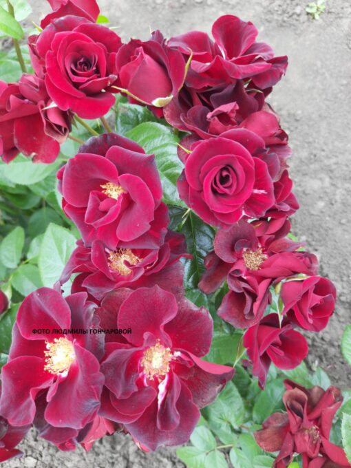 ноир деззире