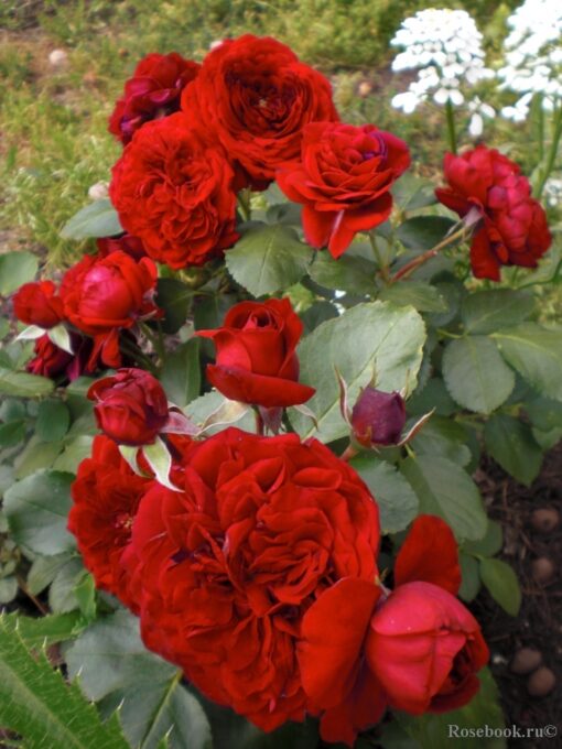 оут оф розенхайм