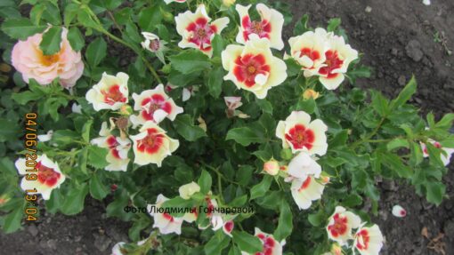 Пастель бабилон айс