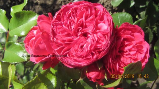 Ред Леонардо да Винчи