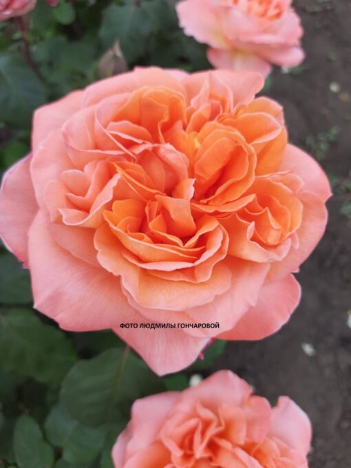 Рене Госсини