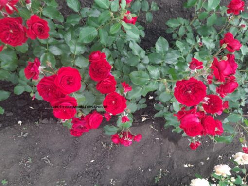 роткепфен маранелло