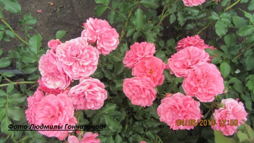 Розариум ютерзен