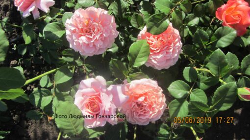 Шато де Венмаркус