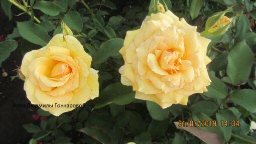 София ренесанс