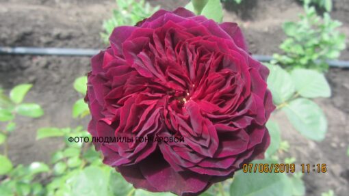 Сперонелла Далесманини