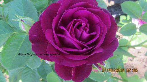 Твилинг зоне