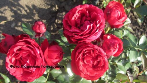 тиль ойленшпигель