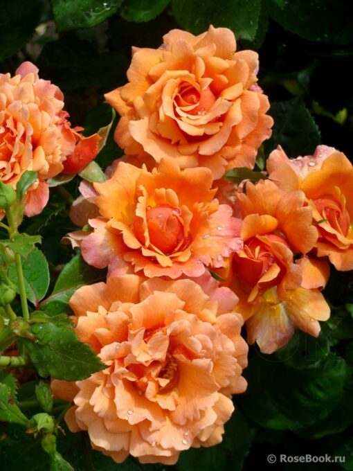 CREATOR: gd-jpeg v1.0 (using IJG JPEG v62), quality = 100